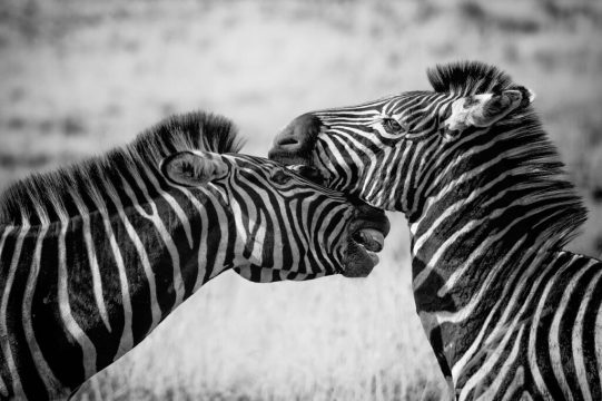 Zebra pair