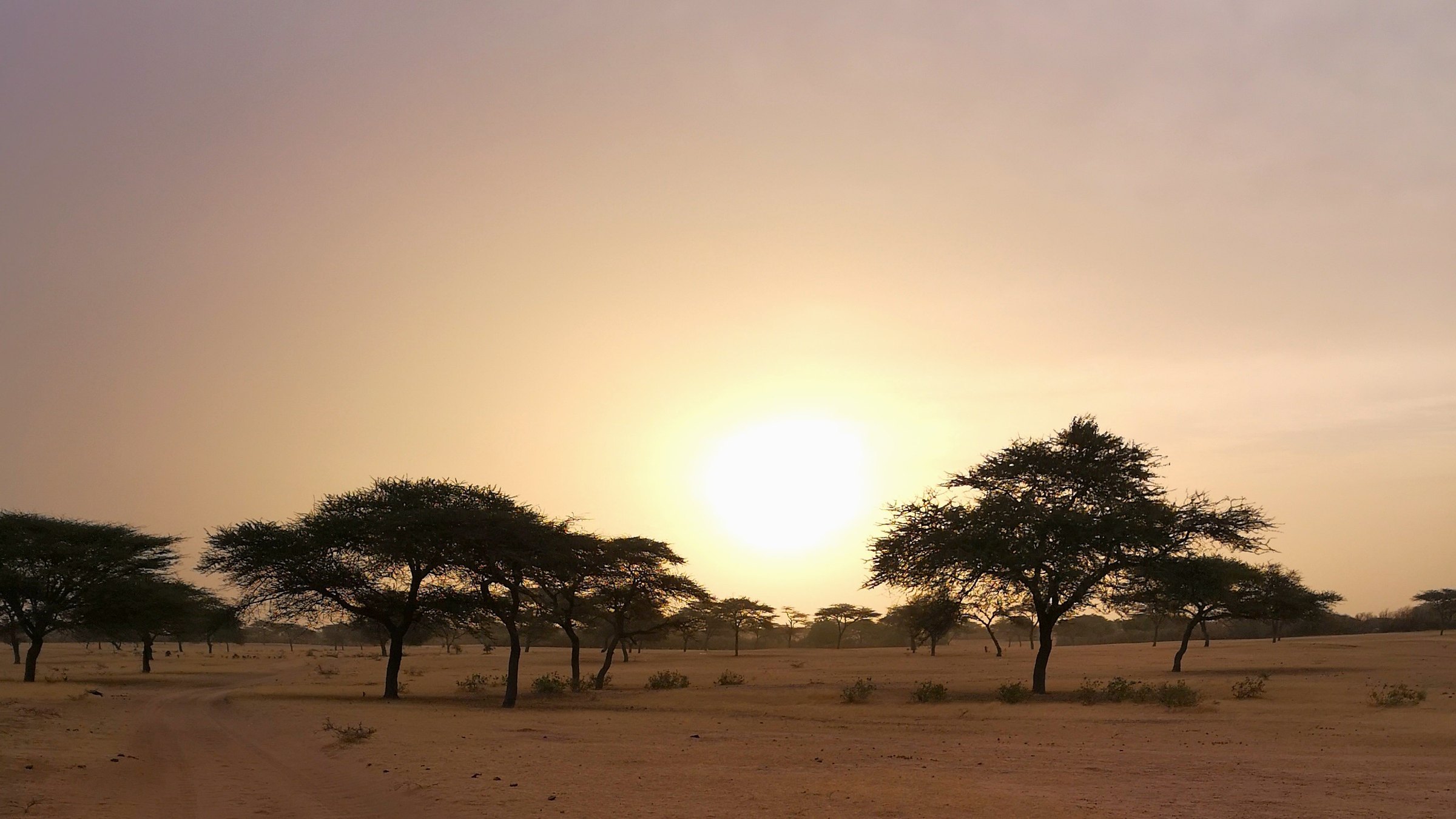 Acacia trees at sunrise near Louga, Senegal