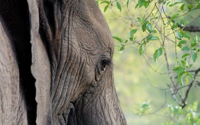 Wildlife and biodiversity — International Quality